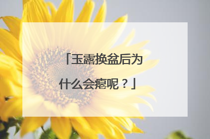 玉露换盆后为什么会瘪呢?