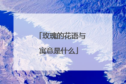 玫瑰的花语与寓意是什么