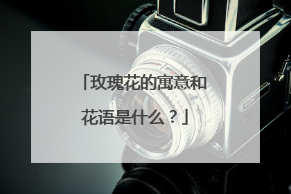 玫瑰花的寓意和花语是什么?