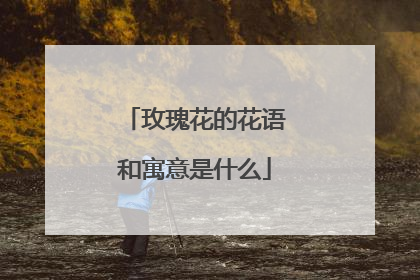 玫瑰花的花语和寓意是什么