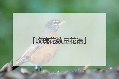 玫瑰花数量花语