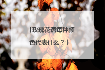 玫瑰花语每种颜色代表什么?