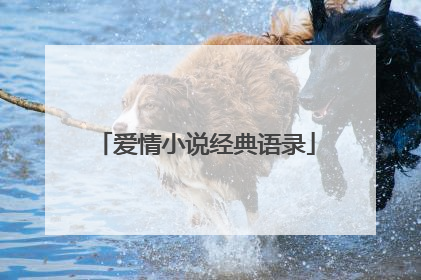 爱情小说经典语录