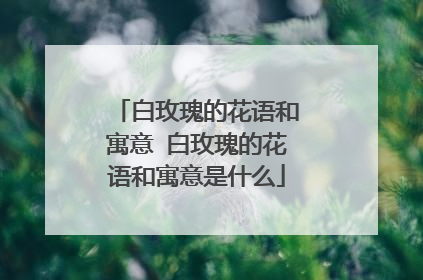 白玫瑰的花语和寓意 白玫瑰的花语和寓意是什么