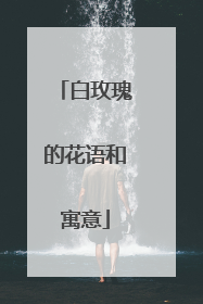 白玫瑰的花语和寓意