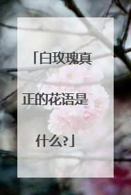 白玫瑰真正的花语是什么?