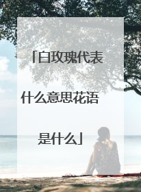 白玫瑰代表什么意思花语是什么