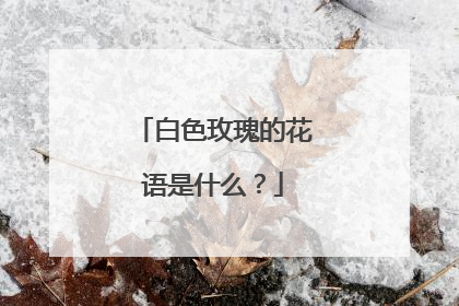 白色玫瑰的花语是什么？