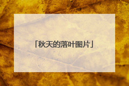 秋天的落叶图片
