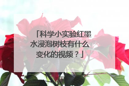 科学小实验红墨水浸泡树枝有什么变化的视频?