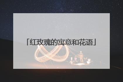 红玫瑰的寓意和花语