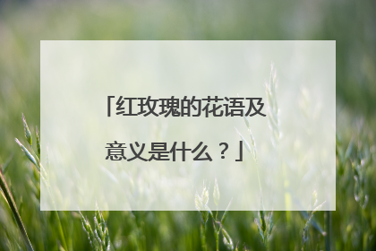 红玫瑰的花语及意义是什么？