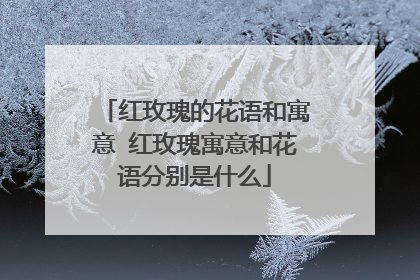 红玫瑰的花语和寓意 红玫瑰寓意和花语分别是什么