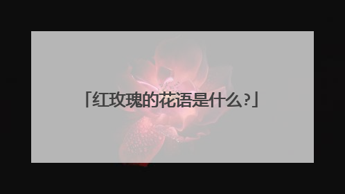 红玫瑰的花语是什么?