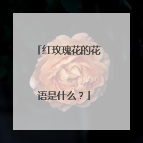 红玫瑰花的花语是什么?