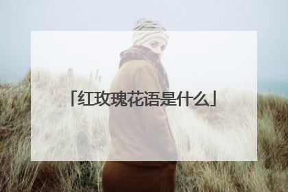 红玫瑰花语是什么