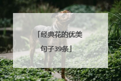 经典花的优美句子39条
