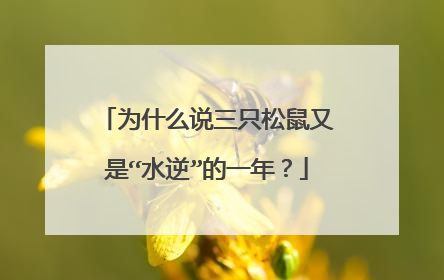 为什么说三只松鼠又是“水逆”的一年？