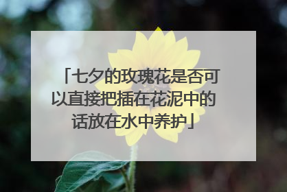 七夕的玫瑰花是否可以直接把插在花泥中的话放在水中养护