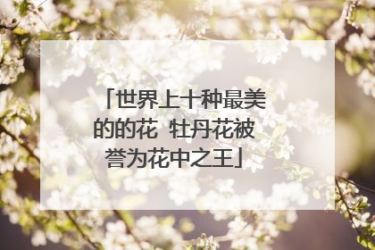 世界上十种最美的的花 牡丹花被誉为花中之王