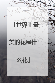 世界上最美的花是什么花