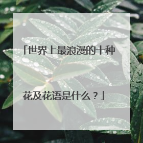 世界上最浪漫的十种花及花语是什么？