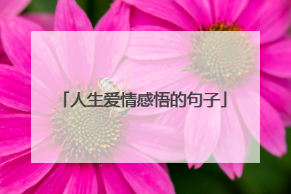 人生爱情感悟的句子