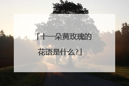 十一朵黄玫瑰的花语是什么?