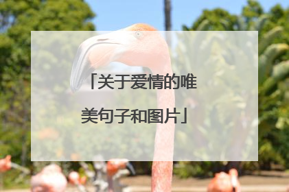 关于爱情的唯美句子和图片