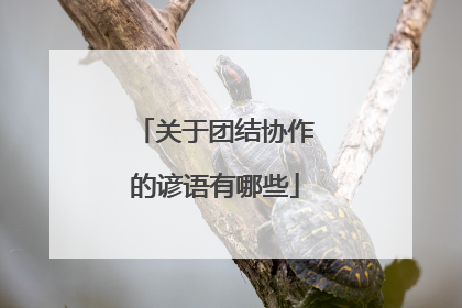 关于团结协作的谚语有哪些