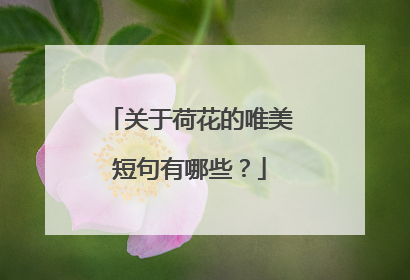 关于荷花的唯美短句有哪些?
