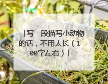 写一段描写小动物的话，不用太长（100字左右）