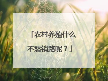 农村养殖什么不愁销路呢?