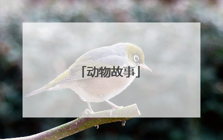 动物故事