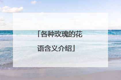 各种玫瑰的花语含义介绍