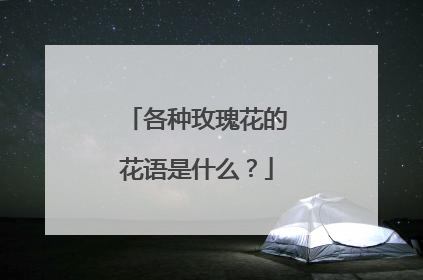 各种玫瑰花的花语是什么？