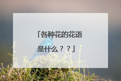 各种花的花语是什么??