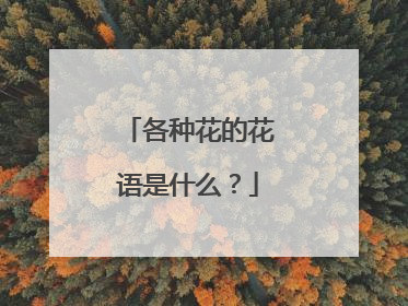 各种花的花语是什么?