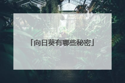 向日葵有哪些秘密