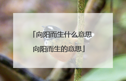 向阳而生什么意思向阳而生的意思