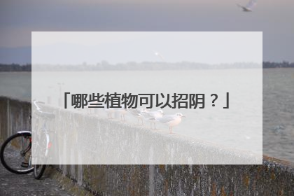 哪些植物可以招阴？