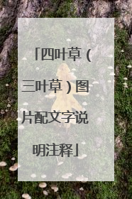 四叶草(三叶草)图片配文字说明注释