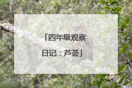 四年级观察日记:芦荟