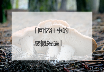 回忆往事的感慨短语