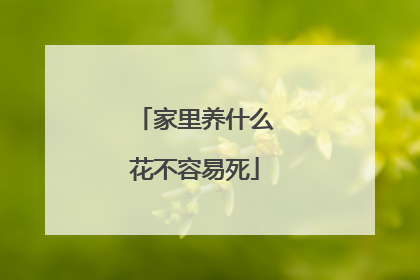 家里养什么花不容易死