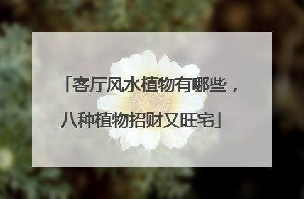 客厅风水植物有哪些，八种植物招财又旺宅