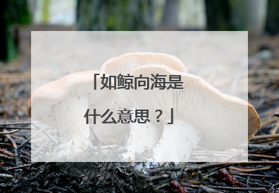 如鲸向海是什么意思？