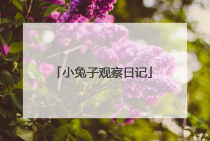 小兔子观察日记