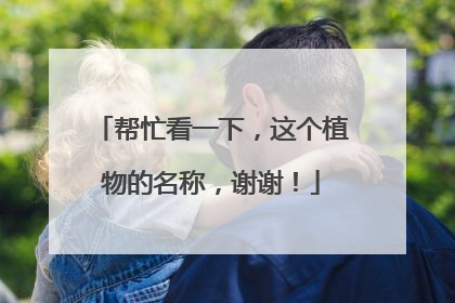 帮忙看一下,这个植物的名称,谢谢!