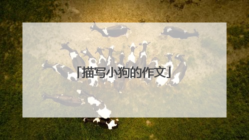 描写小狗的作文